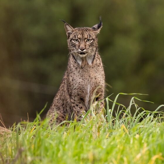 Un lynx assis dans les hautes herbes, photographié par Ernest